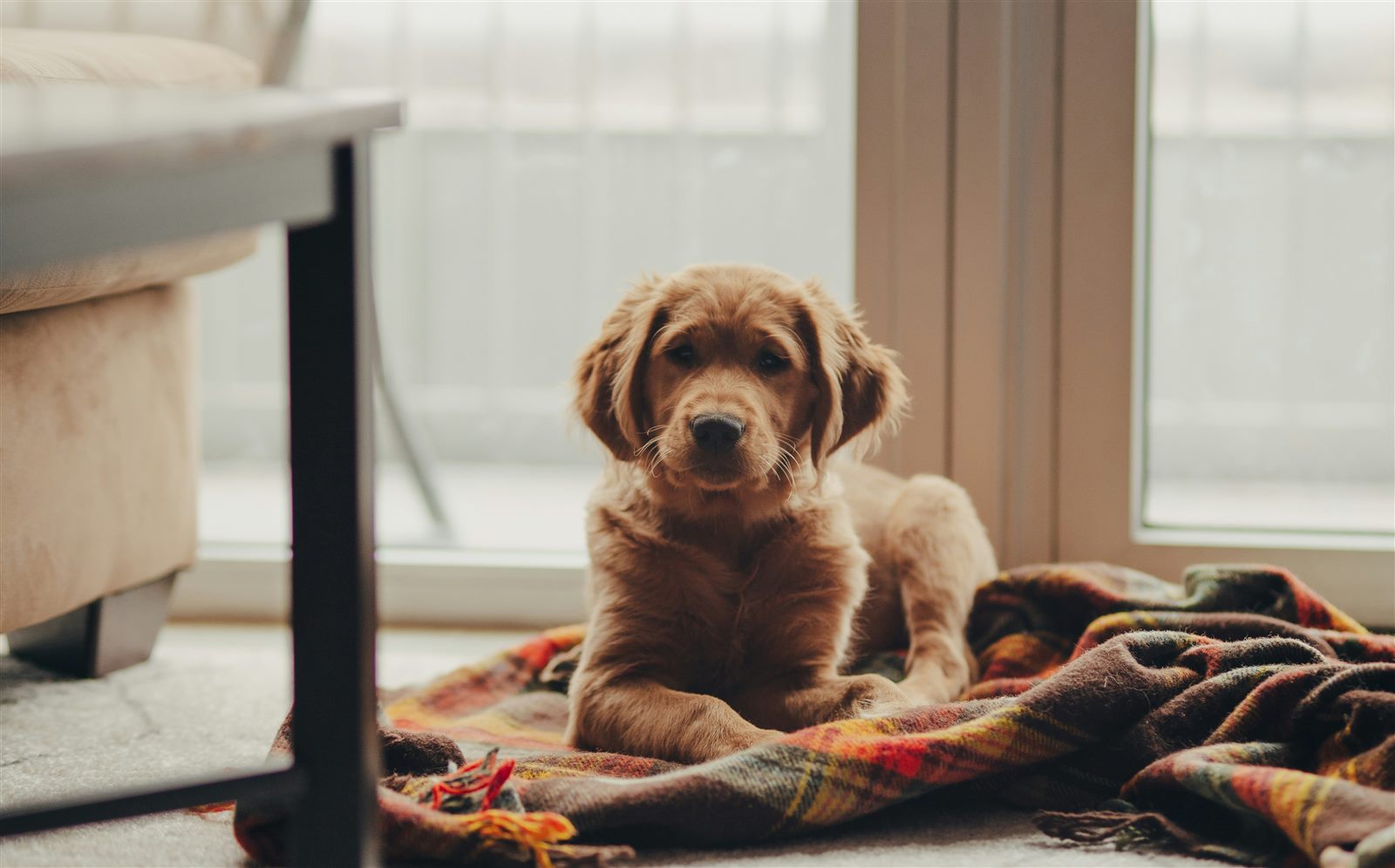 Golden retriever puppy resting on a blanket at home