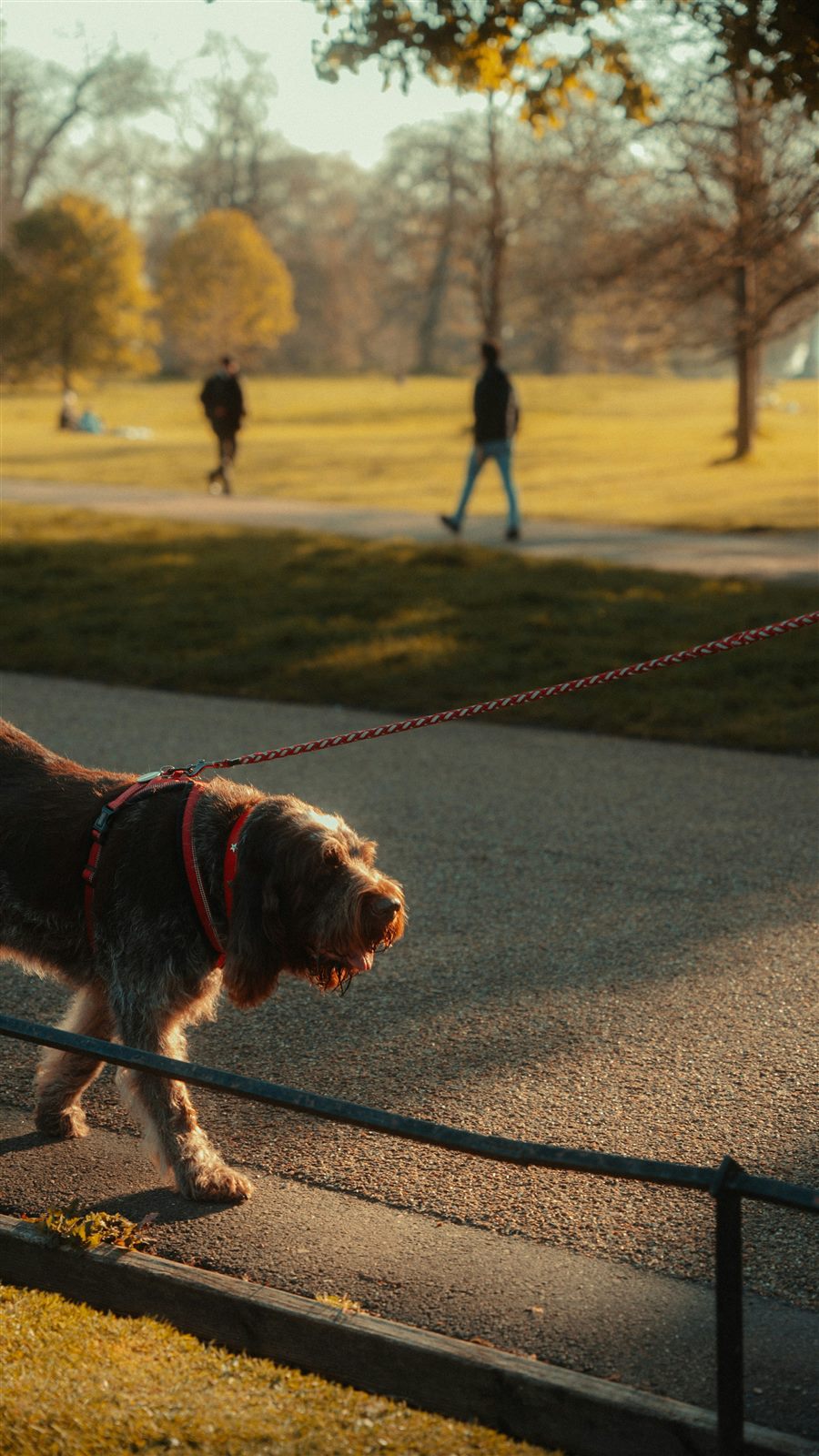 Dog walking on a leash in a park