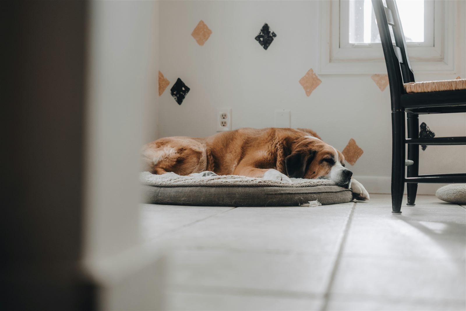 Large dog resting comfortably on a bed in a home