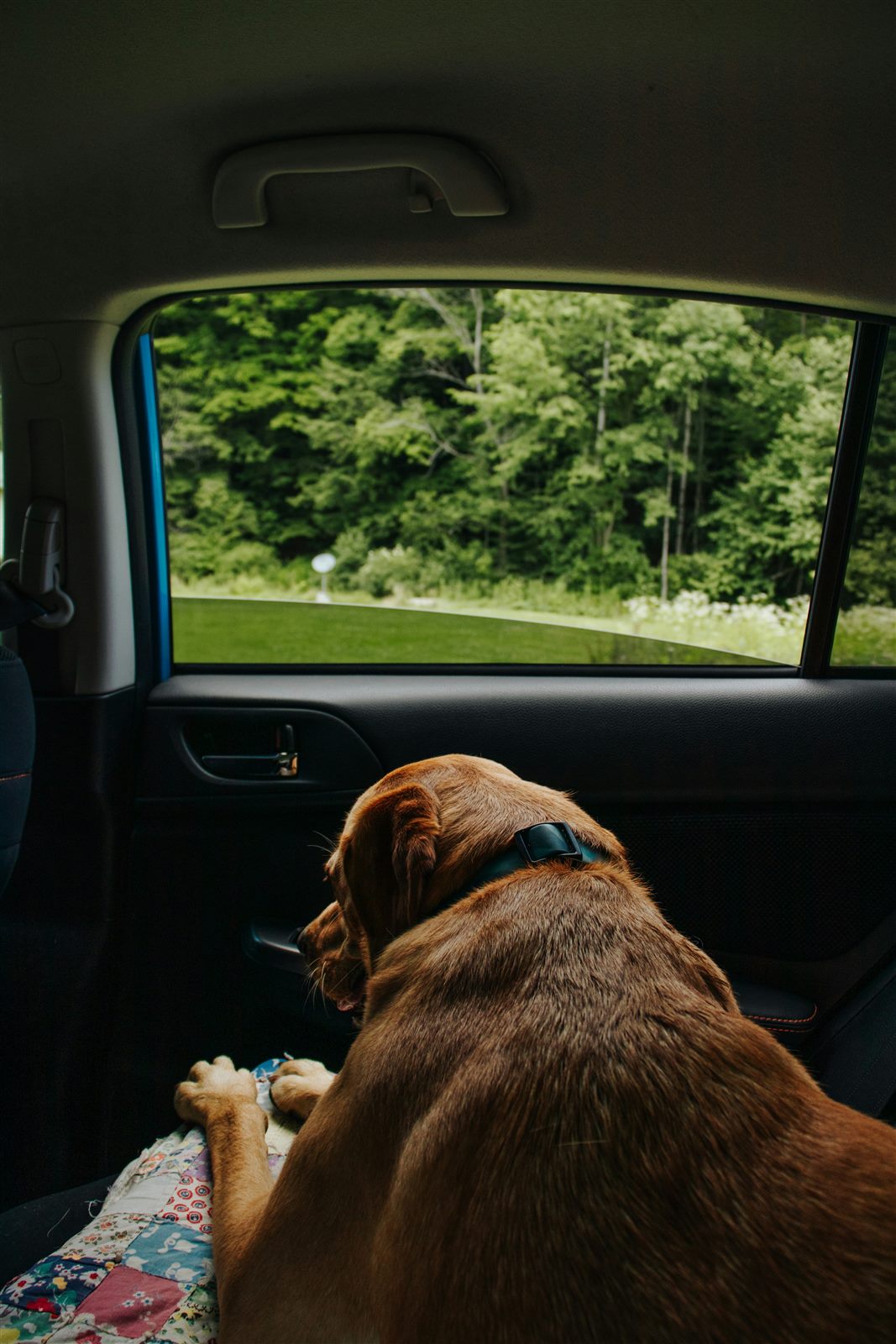 Large dog car travel guides