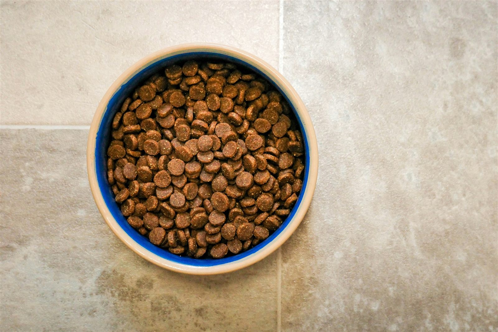 Dry dog food served in a bowl